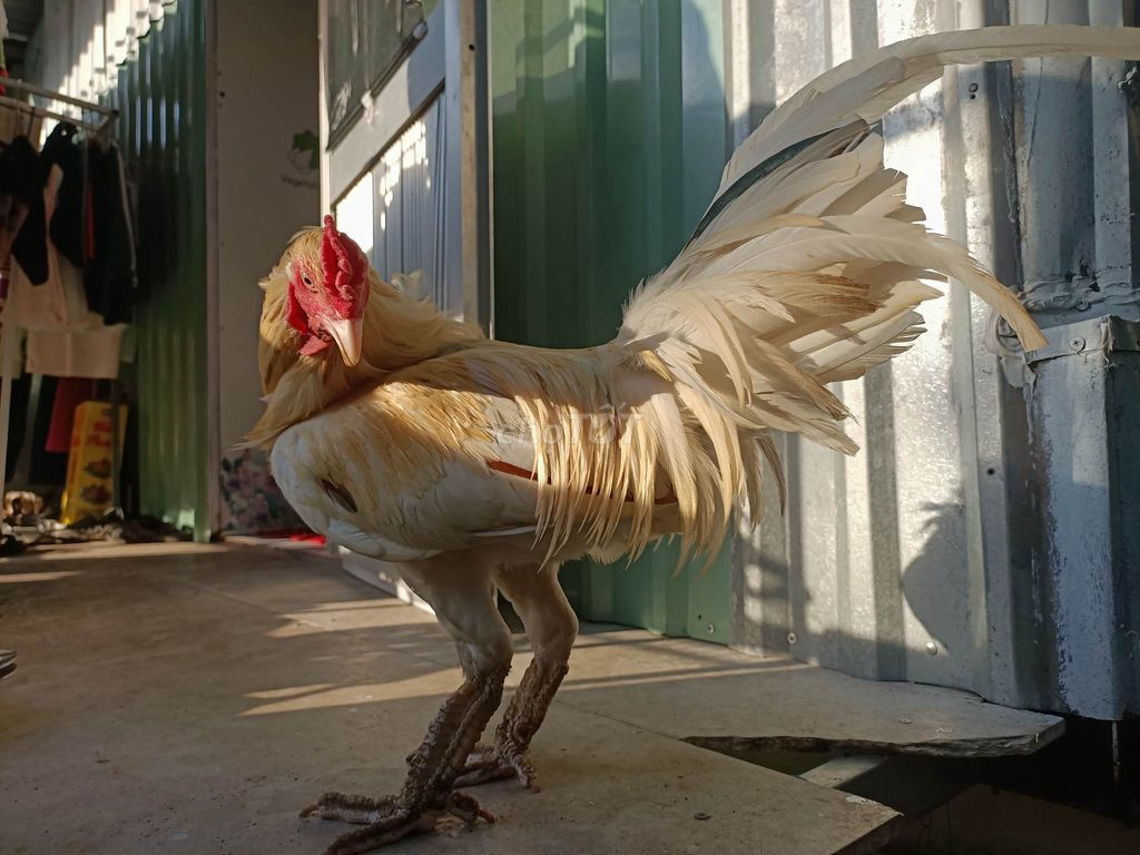 ban ga mai vay rong 2 Địa chỉ bán gà  vảy rồng đáng để bạn tham khảo
