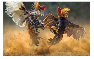 ga choi hay nhat viet nam 2 Giống gà Cao Lãnh đó chính là tốc độ nhanh, ra đòn hiểm