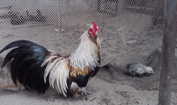 ga tre da cua 3 Phương pháp chăm sóc gà tre chiến trong thi đấu