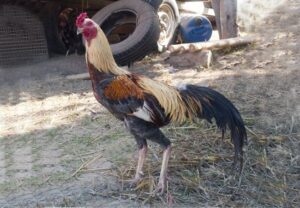 giong ga choi thai 1 Nguồn gốc giống gà chọi Thái